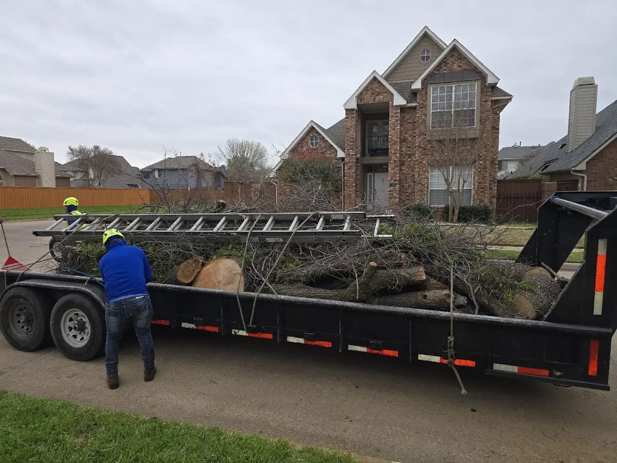 Expert Tree Pest Control with proper safety equipment in Hallettsville